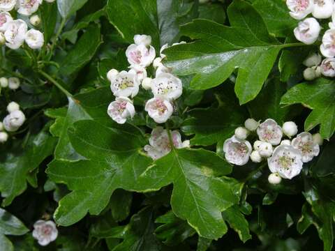 Image of Hawthorn