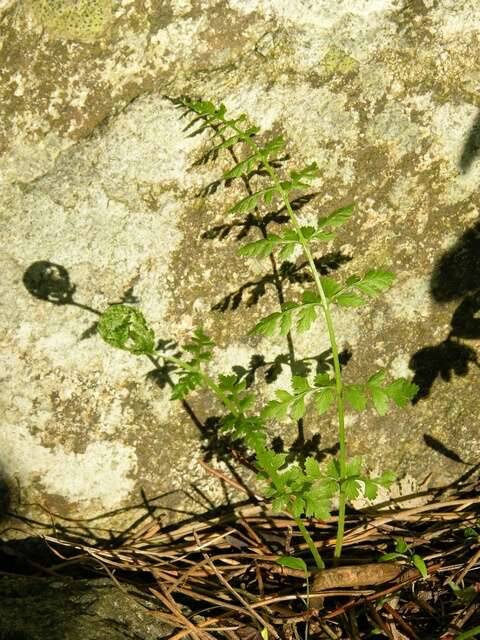 Image of fragile ferns