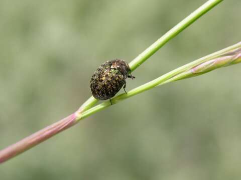 <i>Cytilus sericeus</i>的圖片