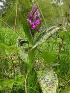 Image of Dactylorhiza majalis subsp. majalis