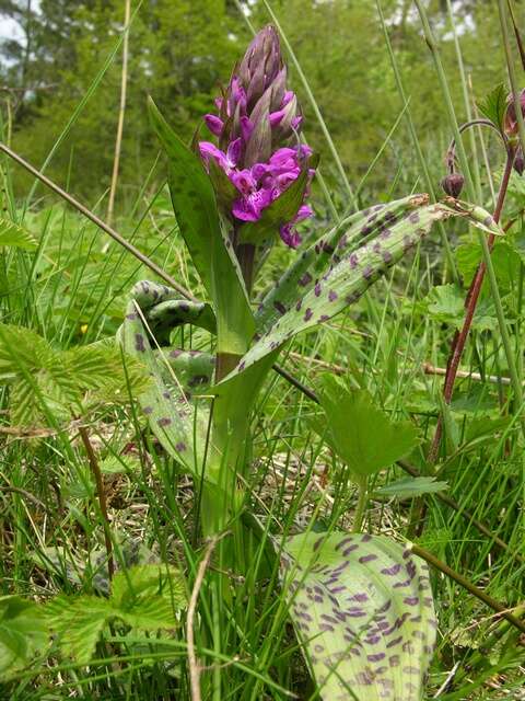 Image of Dactylorhiza majalis subsp. majalis