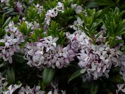 Image of Daphne retusa Hemsl.