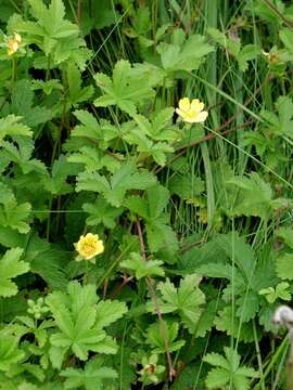 Image of cinquefoil