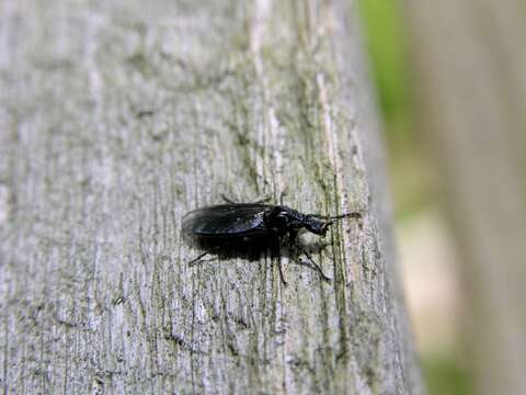 Image of Dilophus