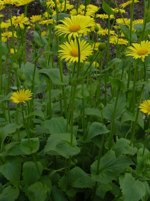 Image of false leopardbane