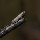 Image of Mediterranean Flour Moth