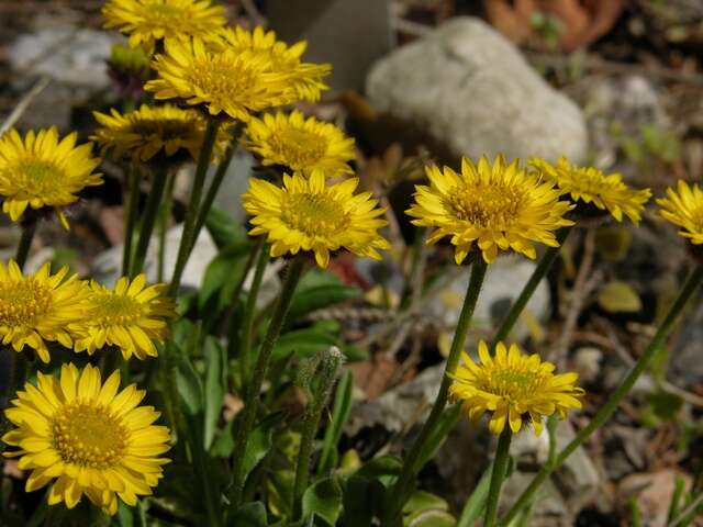 Image of alpine yellow fleabane