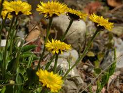 Image of alpine yellow fleabane