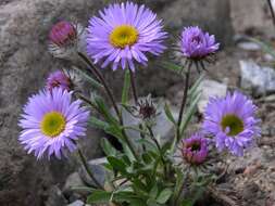 Image of largeflower fleabane