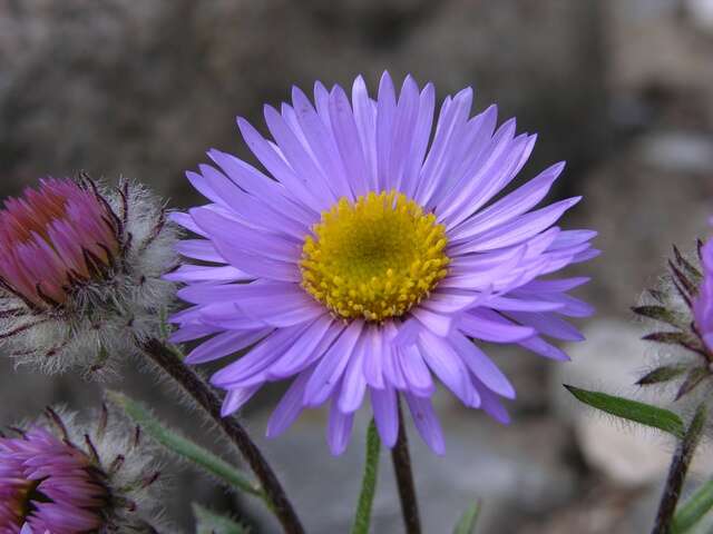 Image of largeflower fleabane