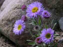 Image of largeflower fleabane