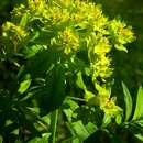 Image of Marsh Spurge