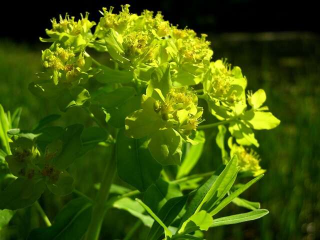 Image of Marsh Spurge