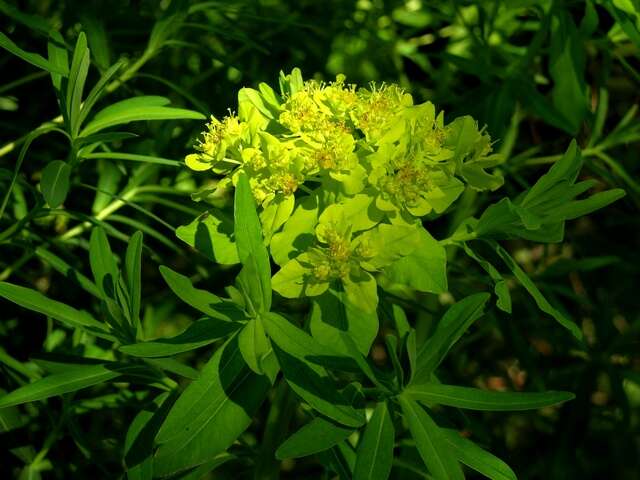 Image of Marsh Spurge