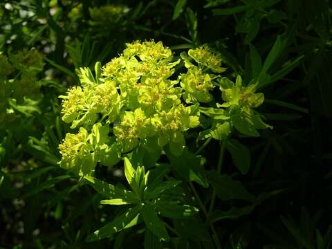 Image of Marsh Spurge