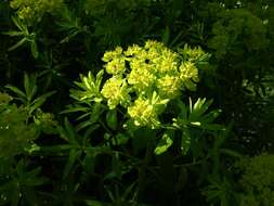 Image of Marsh Spurge