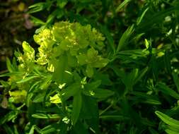 Image of Marsh Spurge