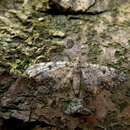 Слика од Eupithecia tantillaria Boisduval 1840