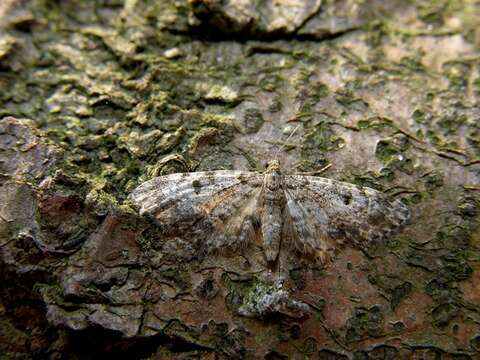 Слика од Eupithecia tantillaria Boisduval 1840