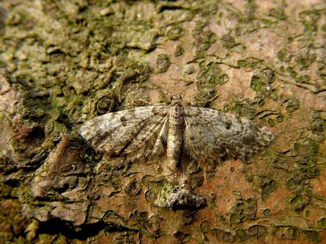 Слика од Eupithecia tantillaria Boisduval 1840