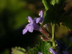 Image of Ground Ivies