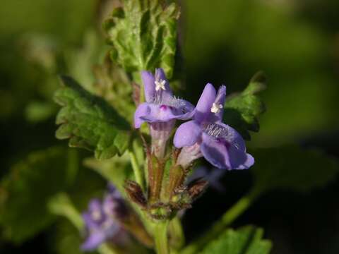 Image of Ground Ivies