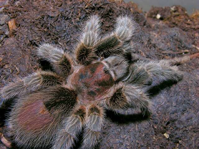 Image of Grammostola