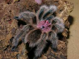 Image of Grammostola