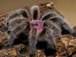 Image of Grammostola