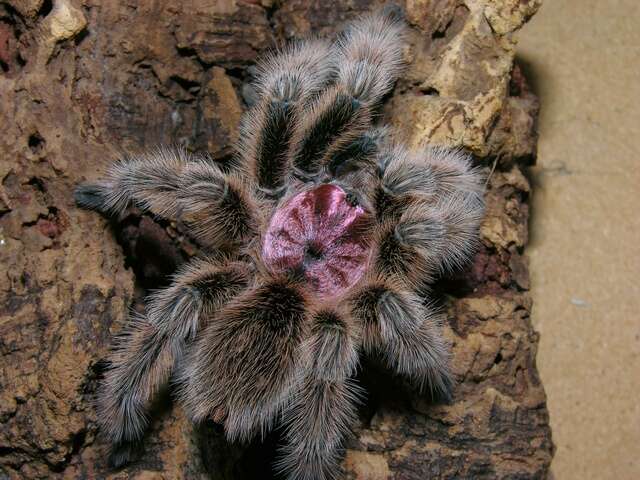 Image of Grammostola