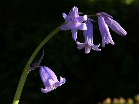 Image of Bluebells