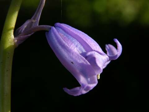 Image of Bluebells