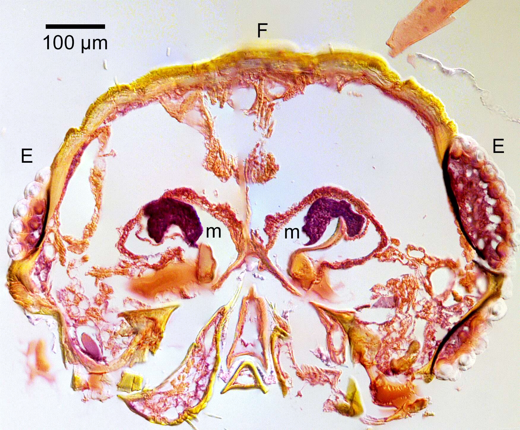 Image of Ambrosiodmus