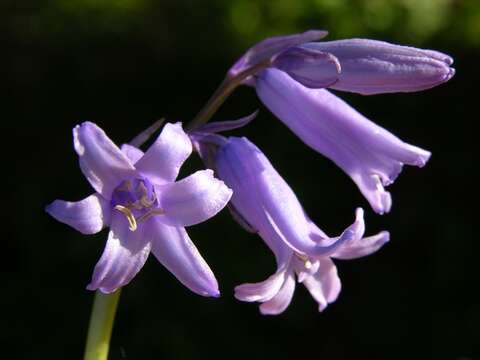 Image of Bluebells