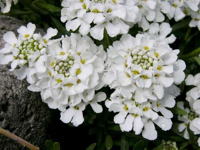 Image of candytuft