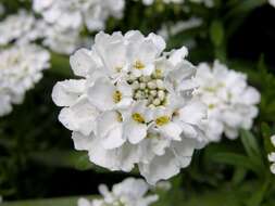 Image of candytuft