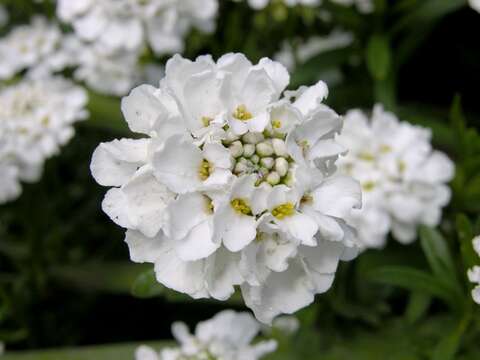 Image of candytuft