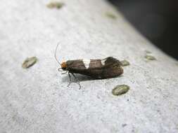 Image of leafcutter moths