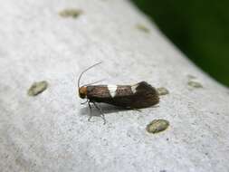 Image of leafcutter moths