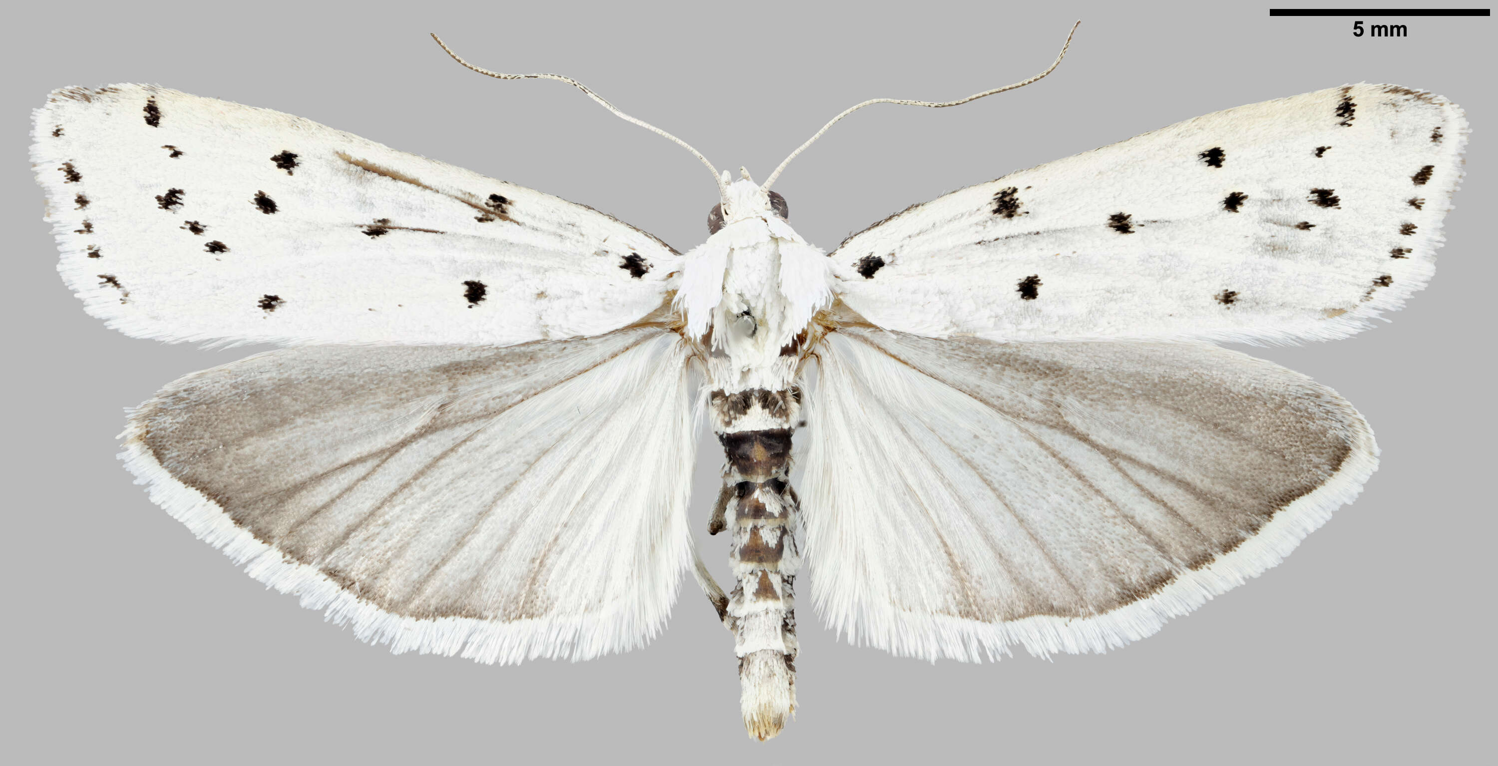 Image of Myelois circumvoluta