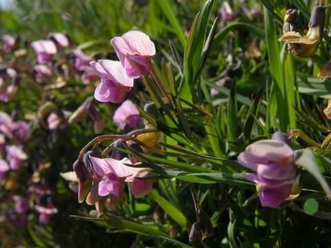 Plancia ëd Lathyrus linifolius (Reichard) Bassler