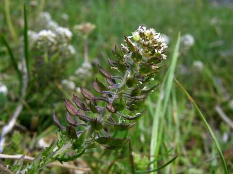 Image of Peppercresses