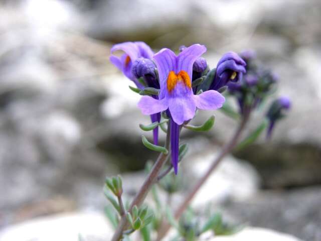 Image of Toadflax