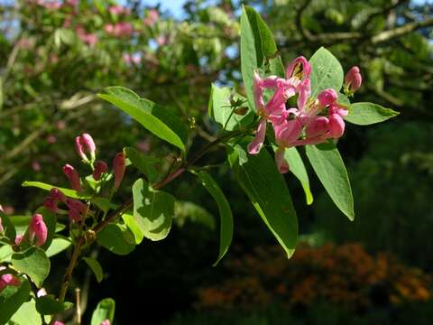 Image of honeysuckle