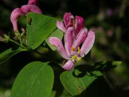 Image of honeysuckle