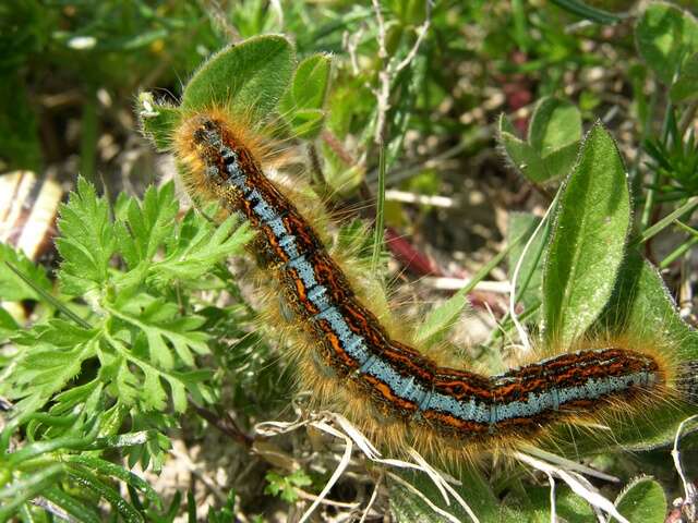 Image of Tent caterpillar