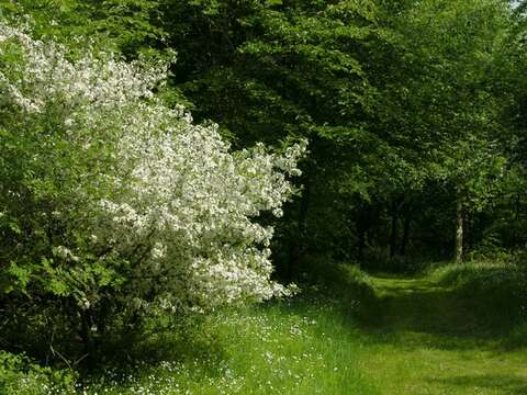 Image of Toringa crab apple