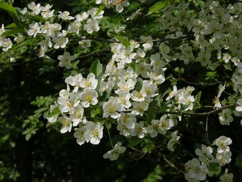 Image of Toringa crab apple