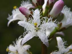 Image of bogbean