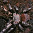 Image of Brazilian red and white tarantula